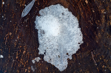 Melting snow on the stump