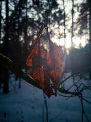 Leaves in winter © Mateusz
