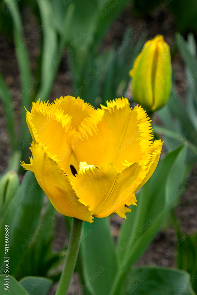 Poster Yellow Fringed tulip, USA