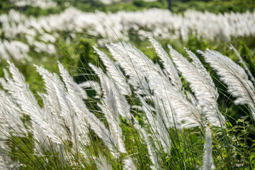 Catkin grass flower Saccharum spontaneum autumn Kashful