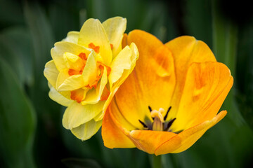 Orange Darwin hybrid tulip and double daffodil, USA
