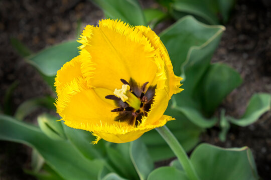 Yellow Fringed tulip, USA