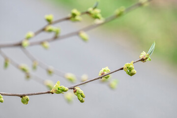 Branch of dogwood tree, USA