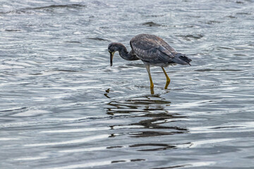 Juvenile white faced heron fishing for crabs in lagoon