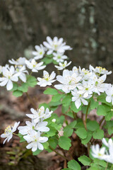 White Rue-Anemone, Buttercup, USA