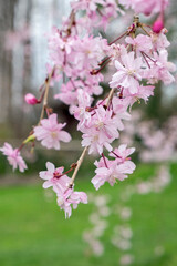 Branch of cherry blossoms, USA