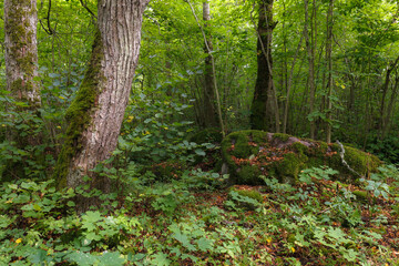 Obraz premium Green woods on slopy hills. Close up shot. Summer season greenery.