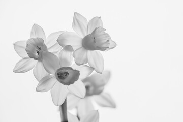 Detail of daffodil flowers in black and white