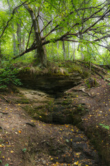 Green woods on slopy hills. Close up shot. Summer season greenery.
