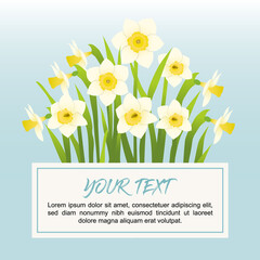 spring flowers daffodils background 