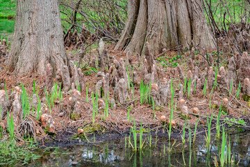 Knees and trunk of Cypress trees, USA