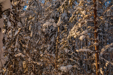 Snow-covered tree branches. Winter forest. 