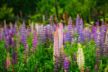 Fototapeta premium Spring close-up lupine flowers blossoms