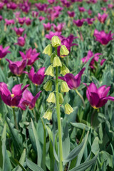 Fritillaria persica and lily-flowered tulip, USA