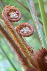Tasmanian tree fern, USA
