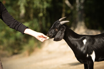 cute goats in the sun