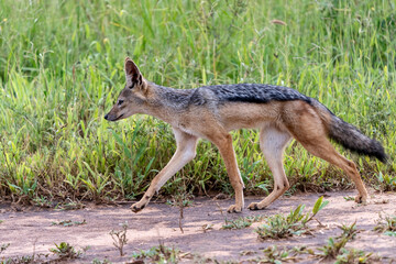 Black-backed jackal (Lupulella mesomela) in Tarangire National Park, Tanzania