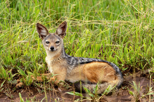 Black-backed jackal (Lupulella mesomela) in Tarangire National Park, Tanzania