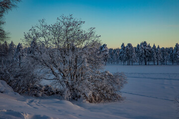 Snow-covered tree branches. Winter forest. 