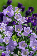 Campanula, Canterbury-Bells, USA