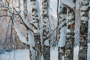 Snow-covered tree branches. Winter forest. 