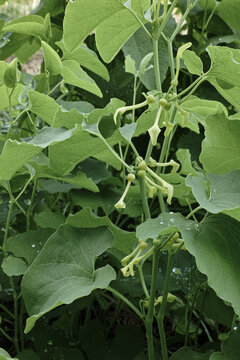 european birthwort