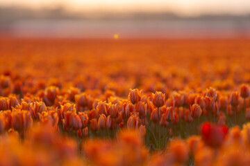 Colorful tulips during sunset, tulip fileds in the Netherlands Noordoostpolder, beautiful sunset colors with spring flowers