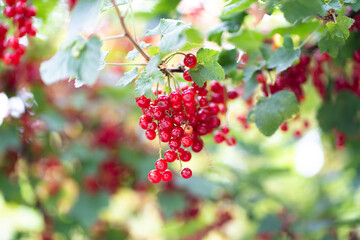 Branch of ripe red currant in a garden