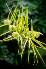 Rising Star orchid, USA