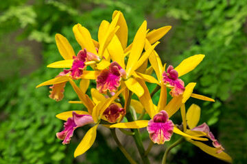 Banana Split Catcylaelia orchid, USA © Danita Delimont