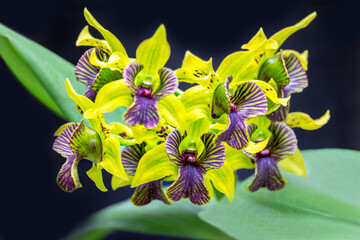 Green Flash, Dendrobium orchid, USA - obrazy, fototapety, plakaty