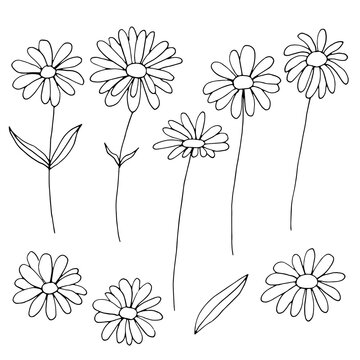 Daisy Drawing Images – Browse 93,959 Stock Photos, Vectors, and Video |  Adobe Stock