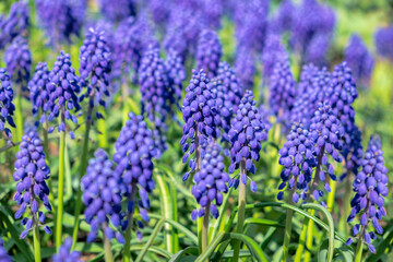 Grape hyacinth, USA