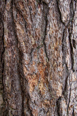 Tree bark