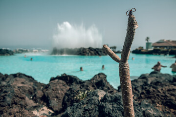 Cactus against the background of pools in Puerto de la Cruz, Tenerife, Spain during the summer