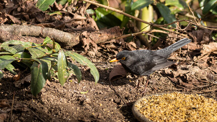 Amsel an der Fütterung
