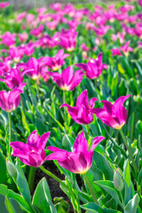 Lily-flowered tulip, USA