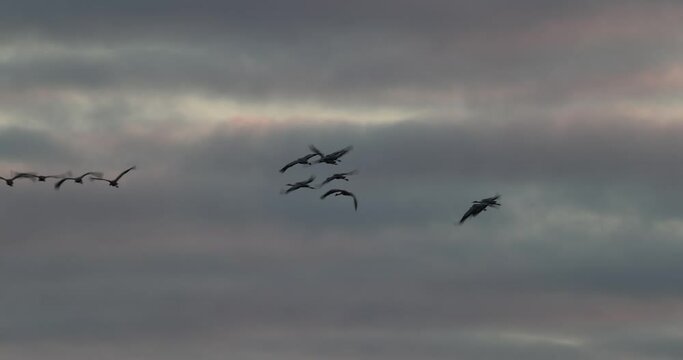 grue cendr&eacute;e (Grus grus) en migration