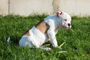 Fototapeta premium White American Bulldog puppy is eating corn on nature
