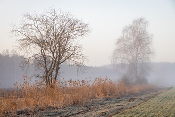Morgens an einem kleinen Graben