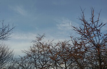 tree in the sky
