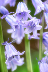 English wood hyacinth, USA