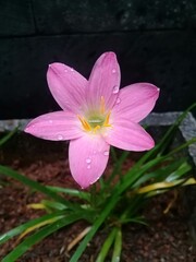 Fototapeta premium pink and white flower