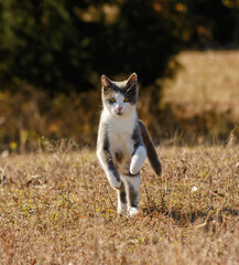 Beautiful grey and white tuxedo cat running towards camera on a sunny autumn field - 416606396