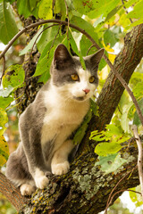 Beautiful, young, blue and white spotted cat up in a Persimmon tree in fall
