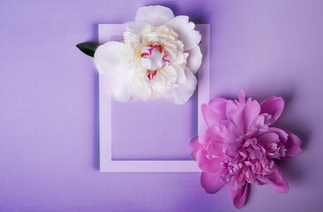 Wooden frame with  peonies on pink background., top view