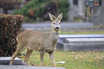 Wildlife in Vienna-Vienna Central Cemetery