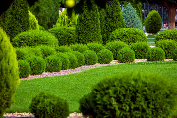 spring plants green grass with cut bushes shape design sprinkled with natural stone mulching in a park with plants on a spring day, nobody.