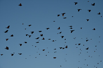 Large flock of Common Grackles in flight against evening sky