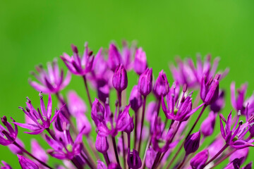 Allium, USA